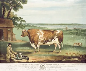 ウィリアムワード、シュルーズベリー、1810年に刻まれたパトリオットの短角の雄牛（カラー彫刻）