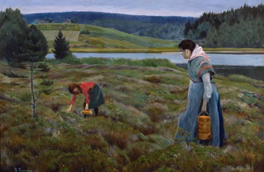 クラウドベリー摘み