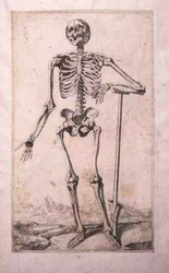ドメニコ・マリア・ボナヴェーラ（b.1640）の「解剖学的考察」（エッチングとドライポイント）。