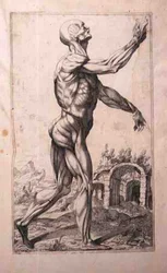 ドメニコ・マリア・ボナヴェーラ（b.1640）の「解剖学的考察」（エッチングとドライポイント）。