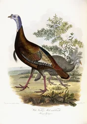 ワイルドターキー、オスとメス、1808-1814