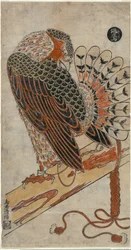 ハイタカ（鷹のり）