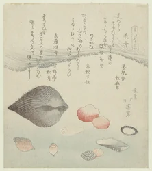 花貝、赤貝、純赤貝 Hanagai Akagai Masuogai (オブジェクトのタイトル) 一連のシェル (シリーズ タイトル) かいつくし