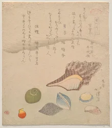 貝殻図鑑（かいずくし）より 海辺の七つの貝殻