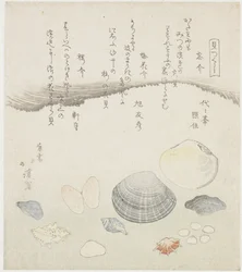 忘れられた貝、梅の花の貝、桜の貝 忘れ外、梅の花外、桜外 一連のシェル (シリーズ タイトル) かいつくし