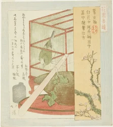 シリーズ「花園番付Aシリーズ」より 檻の中のウグイス