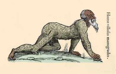 モンスター・クリーチャー：四つん這いで歩く毛むくじゃらの男。ウリッセ・アルドロヴァンディ（1522-1605）「Monstrorum Historiae」（ボローニャ、1642年）にちなんだ作品。