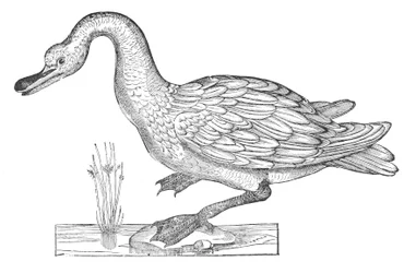 鳥類学・鳥類史第12巻