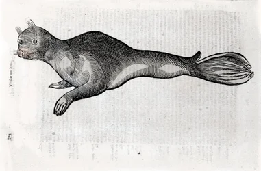 印章の表現 ウリッセ・アルドロヴァンディ（1522-1605）の『博物学』の写本に描かれた図版（ボローニャ大学図書館のウリッセ・アルドロヴァンディ資料室、1603年版）。
