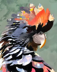 鮮やかなクロオウム