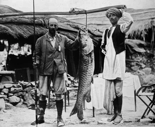 59 lb Mahseer、キャプテンHBDキャンベル、REによって捕獲されたガンジス川上流、c1903、1903