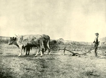 ブロックプラウチーム、1901年。