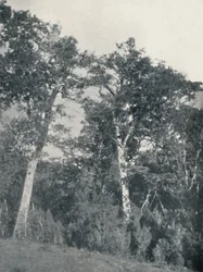 テムコの南極ブナの森、1911