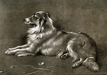 牧羊犬、1901