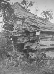 ブラジルの木材の大部分、1914