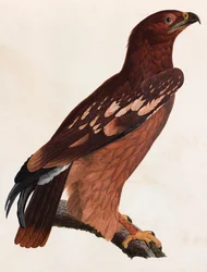 褐色の鳥のカラーイラスト