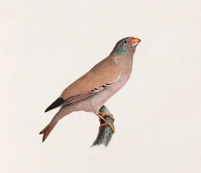 鳥のカラーイラスト