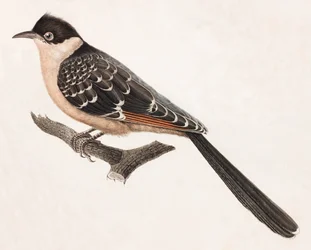 灰色の鳥のカラーイラスト