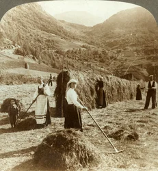 ノルウェー、ロルダル、山脈の間の日当たりの良い畑で干し草を作る農家の家族、c1905。