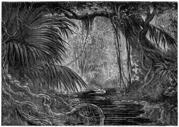 ペルーの森のシーン、1877