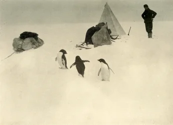 アデリーペンギンはキャンプc1908、1909を訪問します。