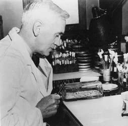 アレクサンダーフレミング、スコットランドの細菌学者、研究室、1930年代