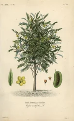 Alexandrian senna, Senna alexandrina, Cassia acutifolia, Sene a feuilles aigues