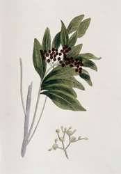 オールスパイス、1823
