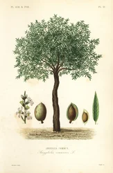 アーモンドの木、Prunus dulcis、Amandier commun