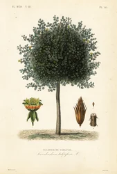 アメリカのチューリップツリーまたはチューリップウッド、Liriodendron tulipifera、Tulipier de Virginie