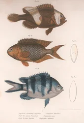 Amphiprion bifasciatus。 Pomacentris pavo。グリフィソド、1850年代頃