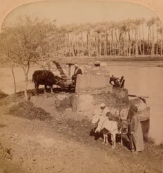 エジプトのSakiyeh、灌漑のためにナイル川の水を引く、エジプト、1896年