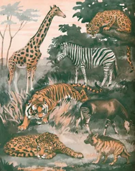 斑点と縞模様に助けられた動物、1935
