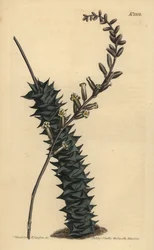 Astroloba foliolosa（小葉のアロエ、Aloe foliolosa