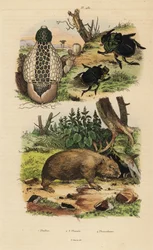 竹の菌、Phallus indusiatus 1、コガネムシ、Coprophanaeus ensifer 2、Diabroctis mimas 3、コモンウォンバット、Vombatus ursinus 4