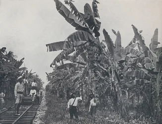 バナナプランテーション、1924