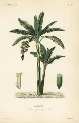 バナナの木、Musa paradisiaca、Musa sapientium、Bananier