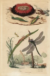 バレルバブルスネイル、Acteon tormatilis 1、ビーズレットアネモネ、Actinia equina 2、イエローバーレッドロングホーン、Nemophora degeerella 3、ブラウンホーカー、Aeshna grandis 4