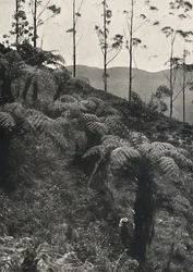 Baumfarne tAlsophilaがUAをカバー（1926年）