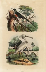 美しいサンバード（Cinnyris pulchella）とヘラサギ（Platalea leucorodia）。