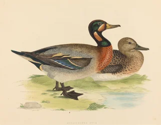 Bimaculated アヒル、1855 年。