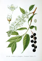 バードチェリー、1893