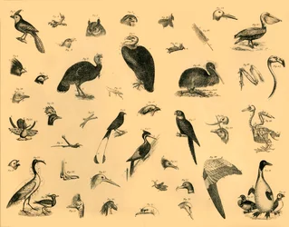鳥、c1910。