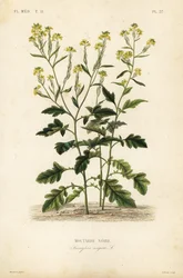 ブラックマスタード、Brassica nigra、Sinapis nigra、Moutarde noire
