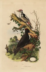 クマゲラ、Dryocopus martius、オオアカゲラ、Dendrocopos major