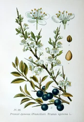 ブラックソーン、1893