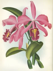 ボタニカルボード/Cattleya maxima var.Malouana/Lindenia