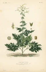 バグベインまたはコホシュ、Actaea cimicifuga、Cimicifuga foetida、Cimicaire fetide