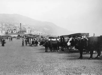 ブロックキャリッジ、マデイラ、ポルトガル、c1920s-c1930s