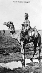 ラクダ騎兵隊輸送、インド、20世紀